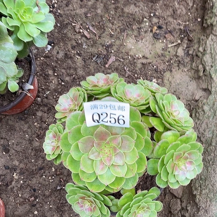 256抹茶坠多肉植物