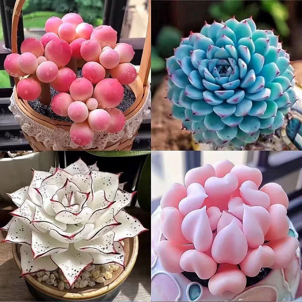 综合链接恋植多肉园艺