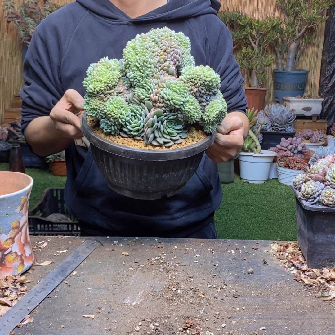 情****伴C115 号白胖子多肉