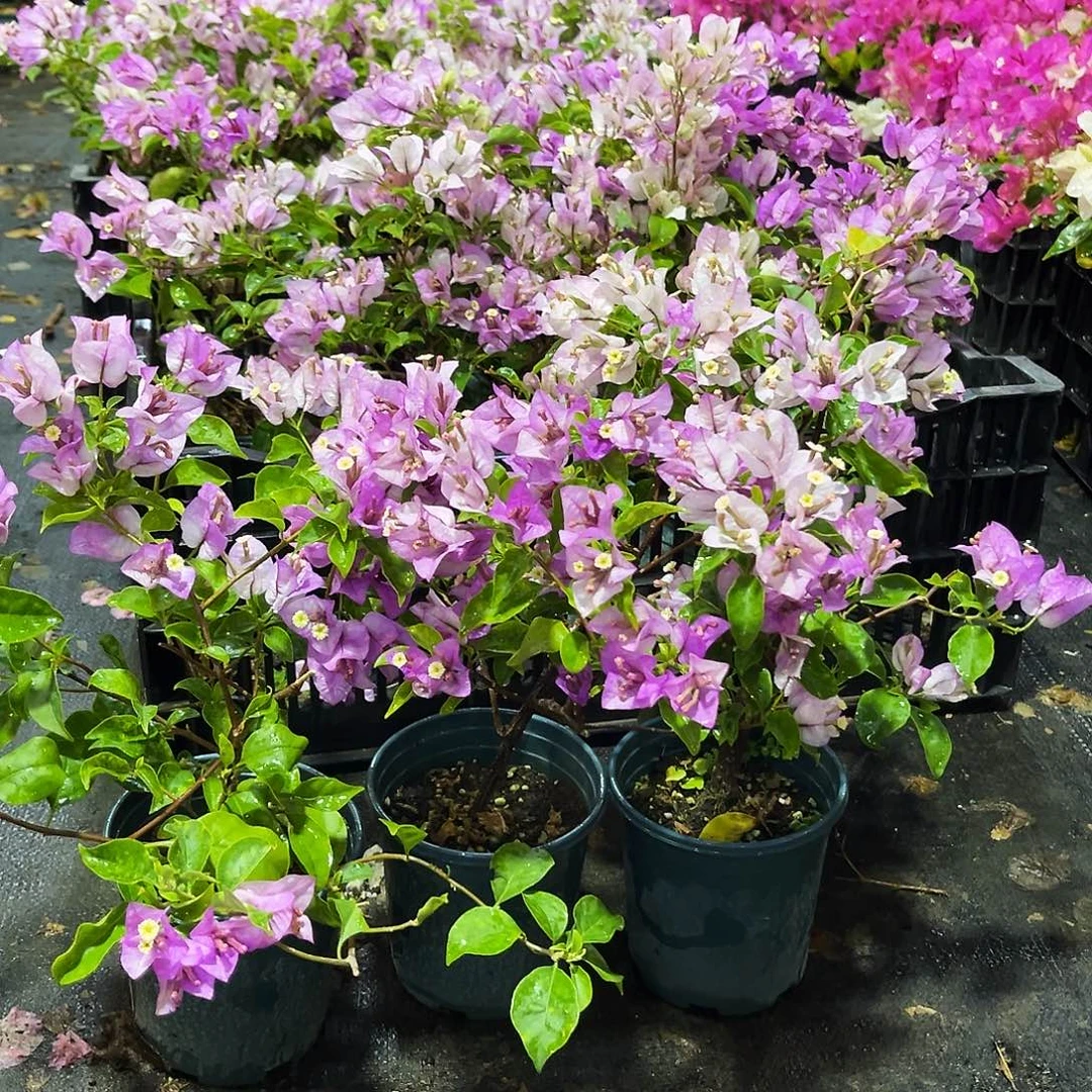 大部分花苞少量开放雪紫掌中宝一颗