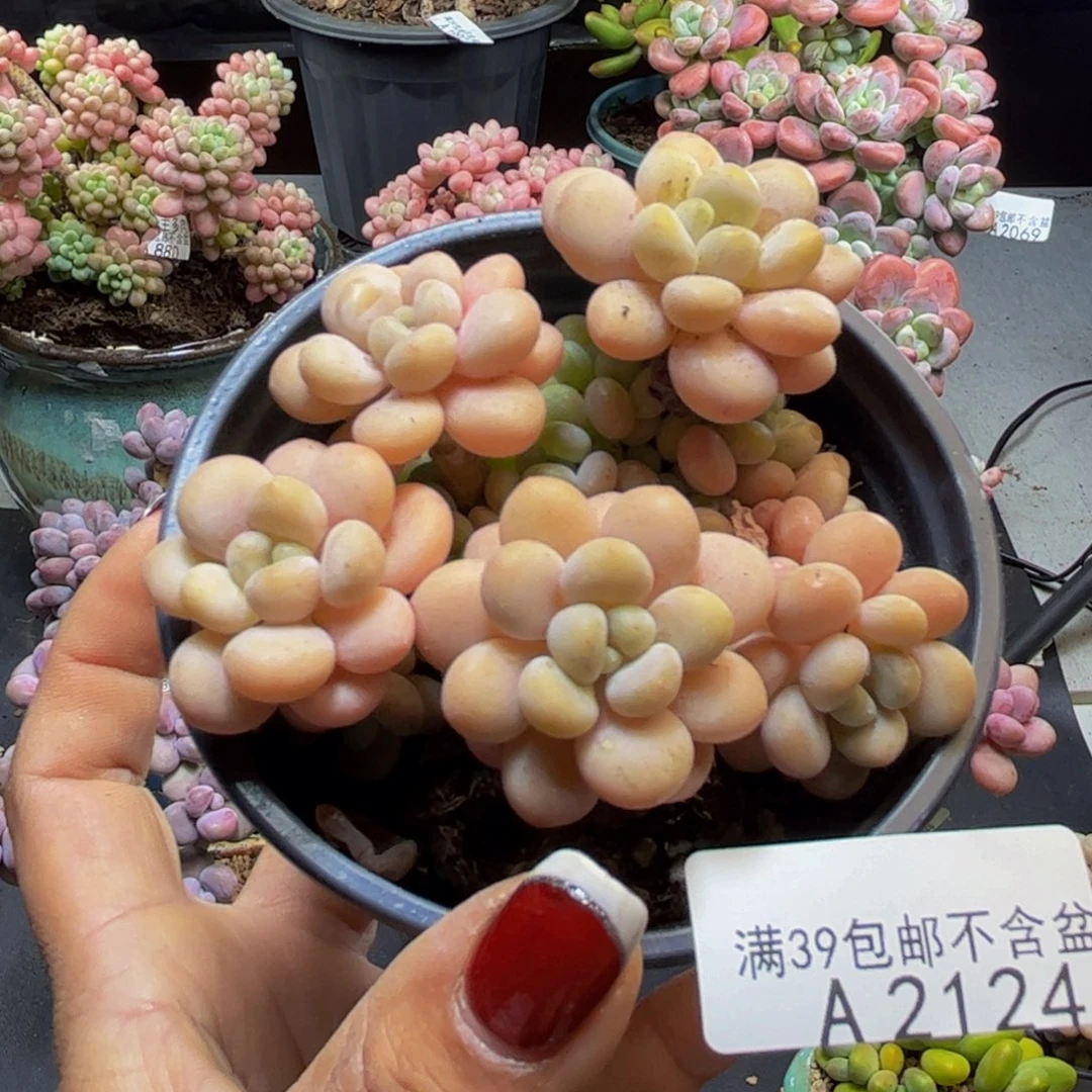洛可可2124/7cm多肉