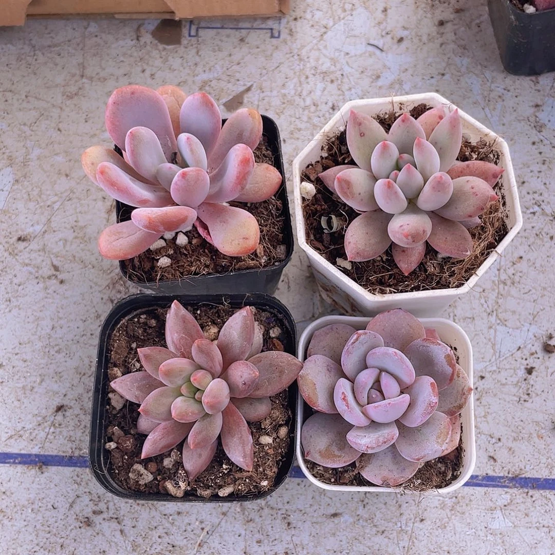 奶茶+红蜻蜓+所罗门+粉兔