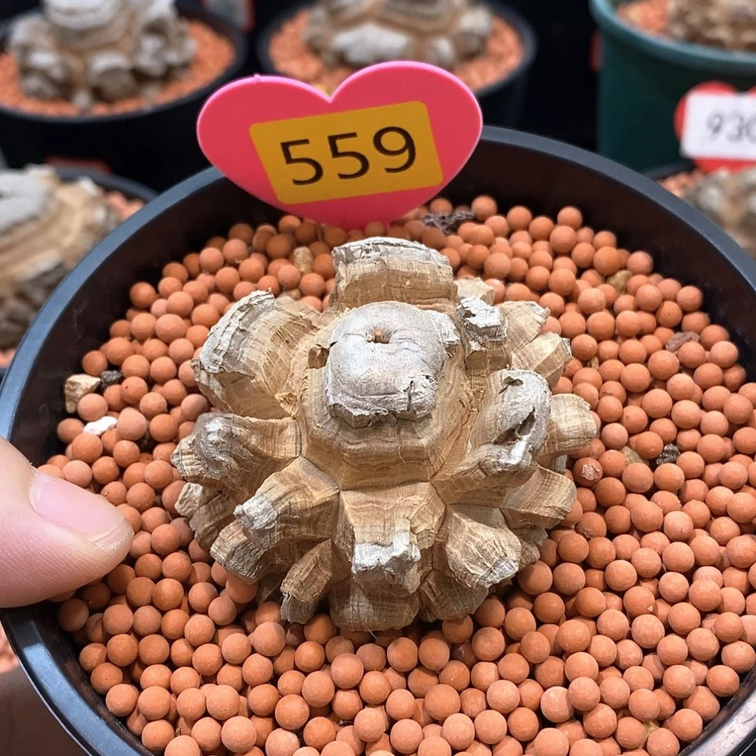 南非龟甲龙龟甲龙