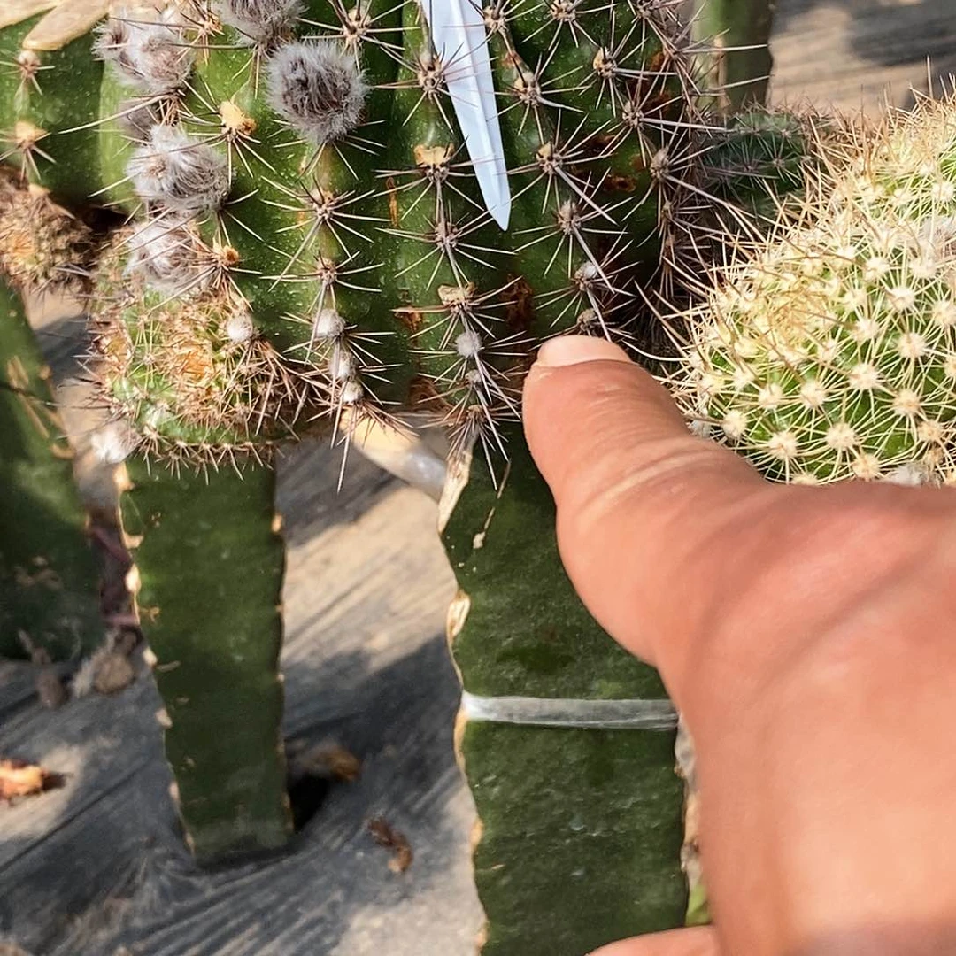 冰***焰3–79/脱土脱盆20包邮/