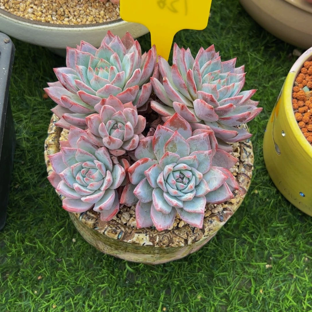 C***s粉蓝鸟群生多肉植物