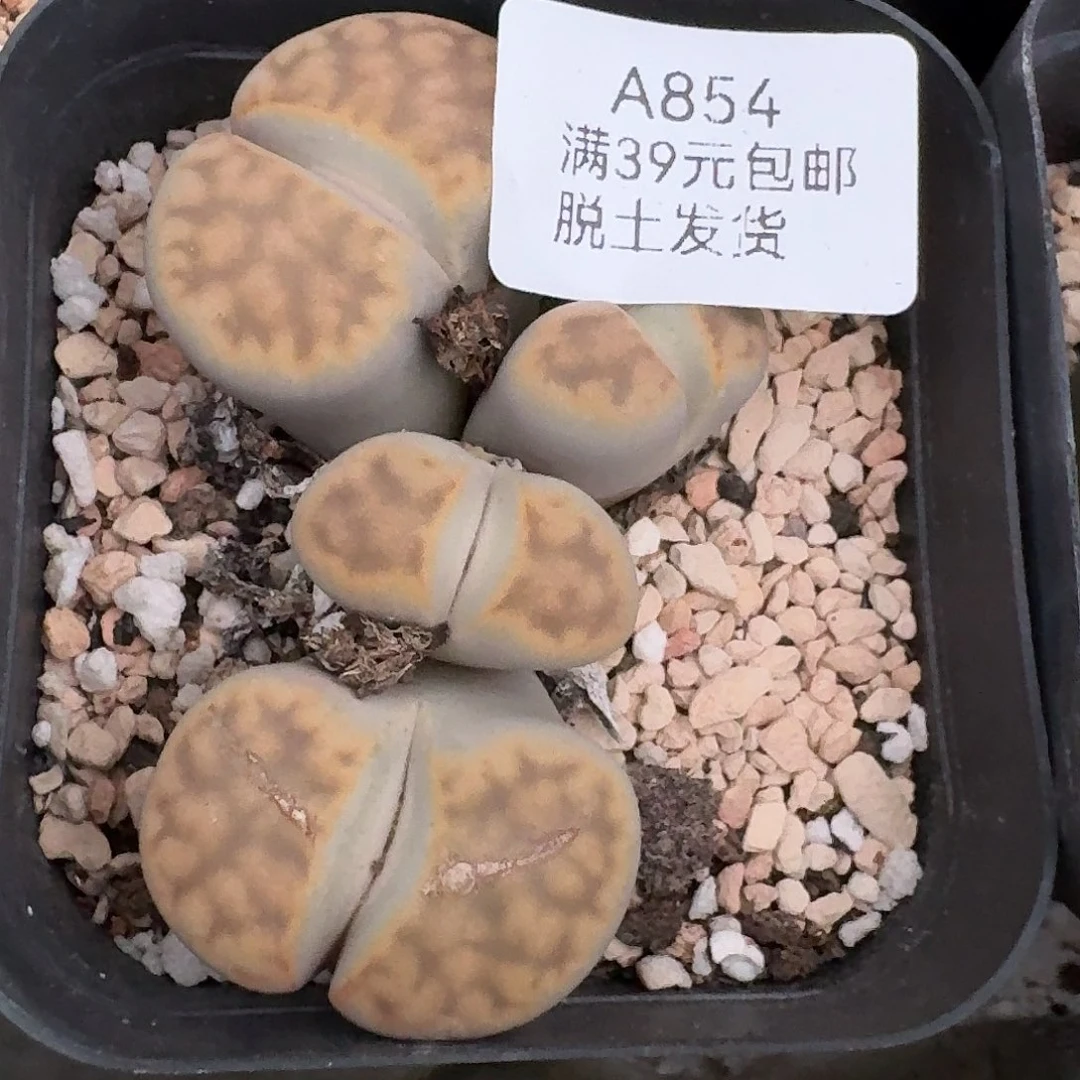 854多肉哈哈哈哈哈哈哈哈