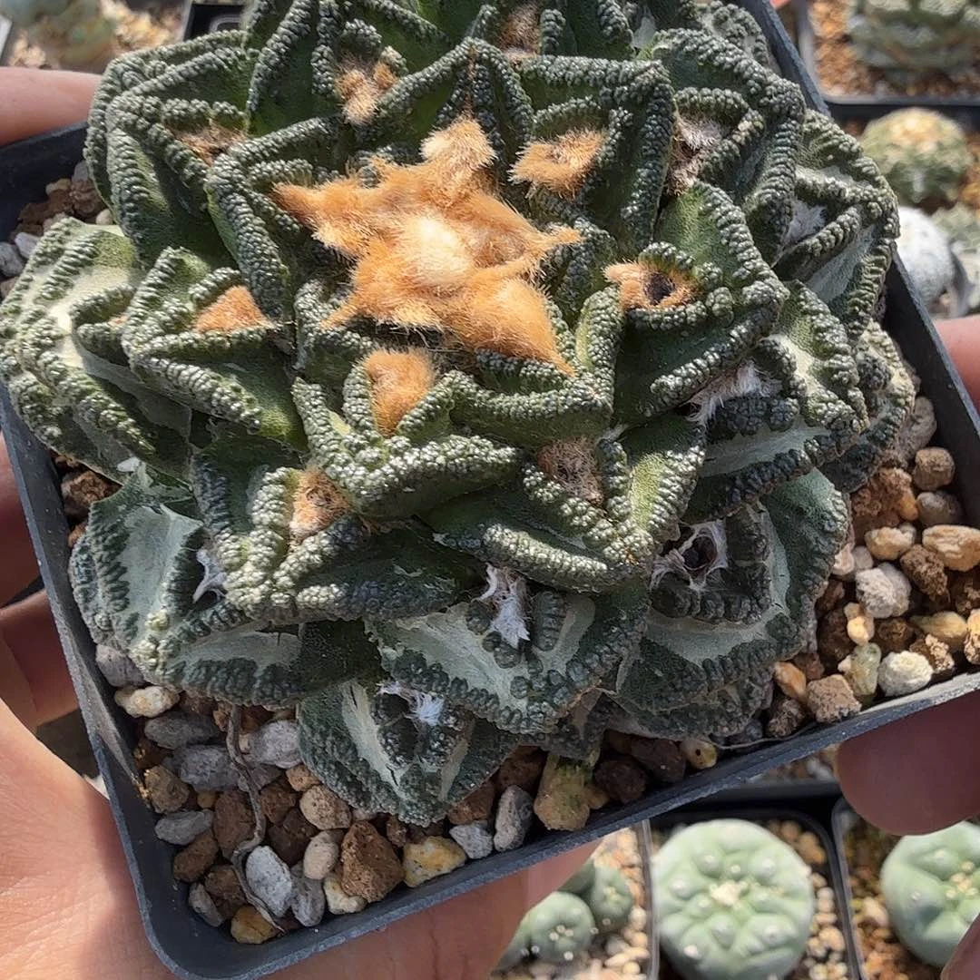辛顿龟甲多肉植物