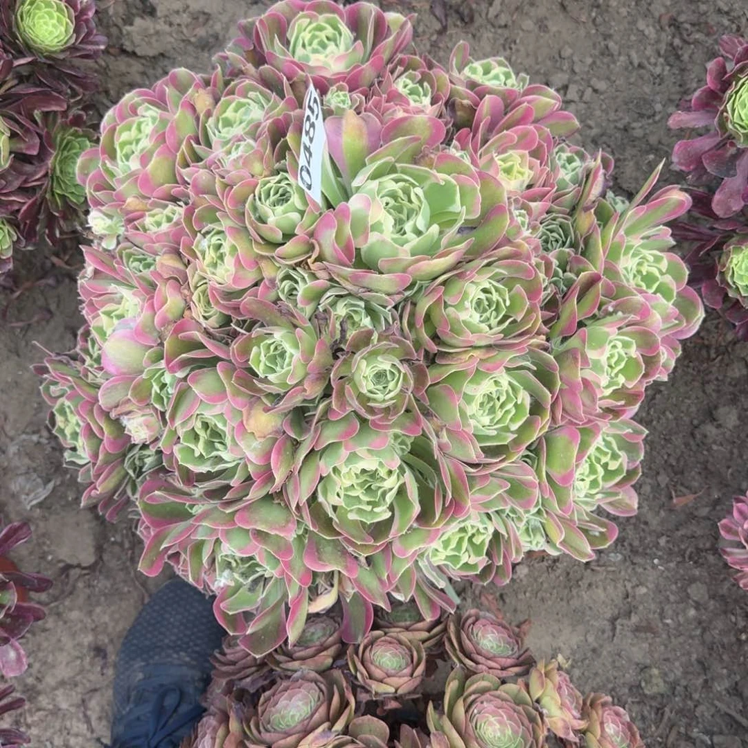 听*?法师白凤18-40发货0485