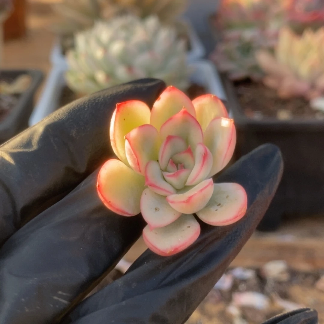 015荷花锦锦锦锦锦锦锦