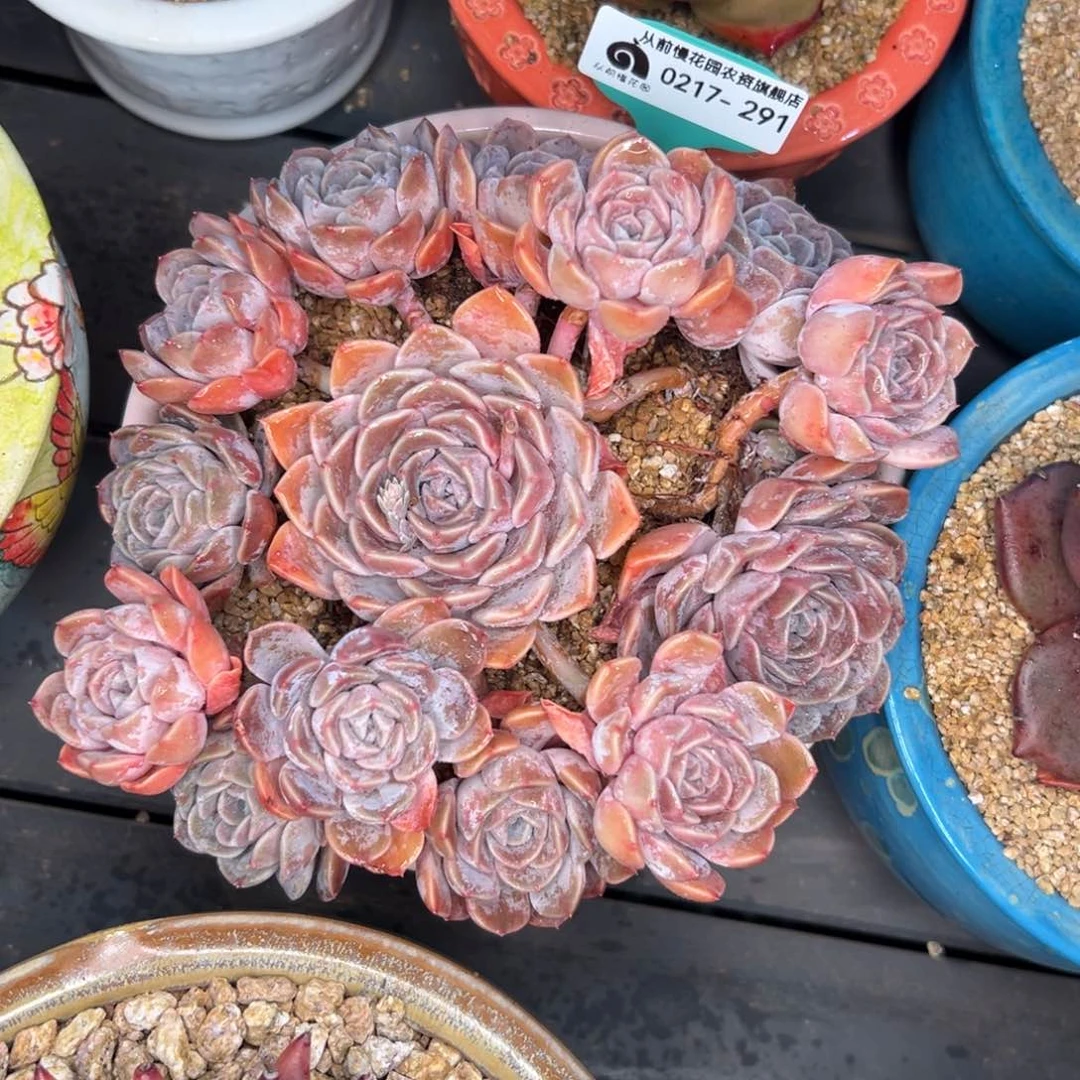 多肉一物一拍0217-291