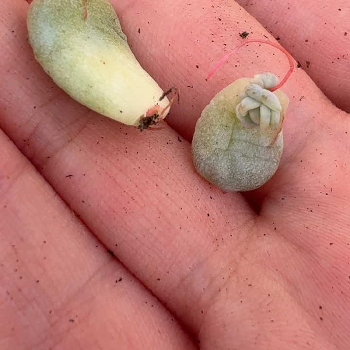 超奶锦叶片一物一拍