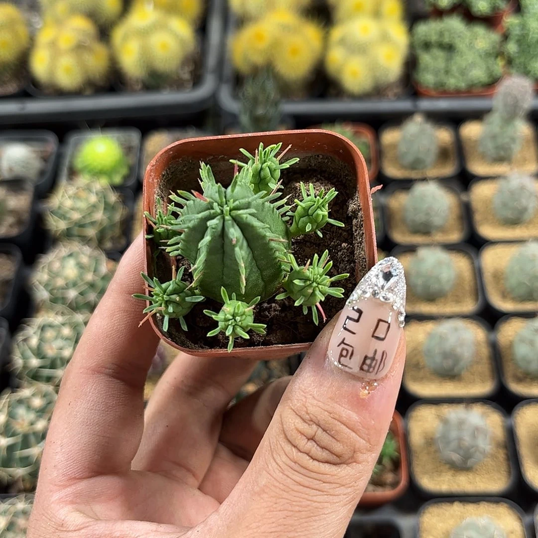 火麒麟有根发货有根发货