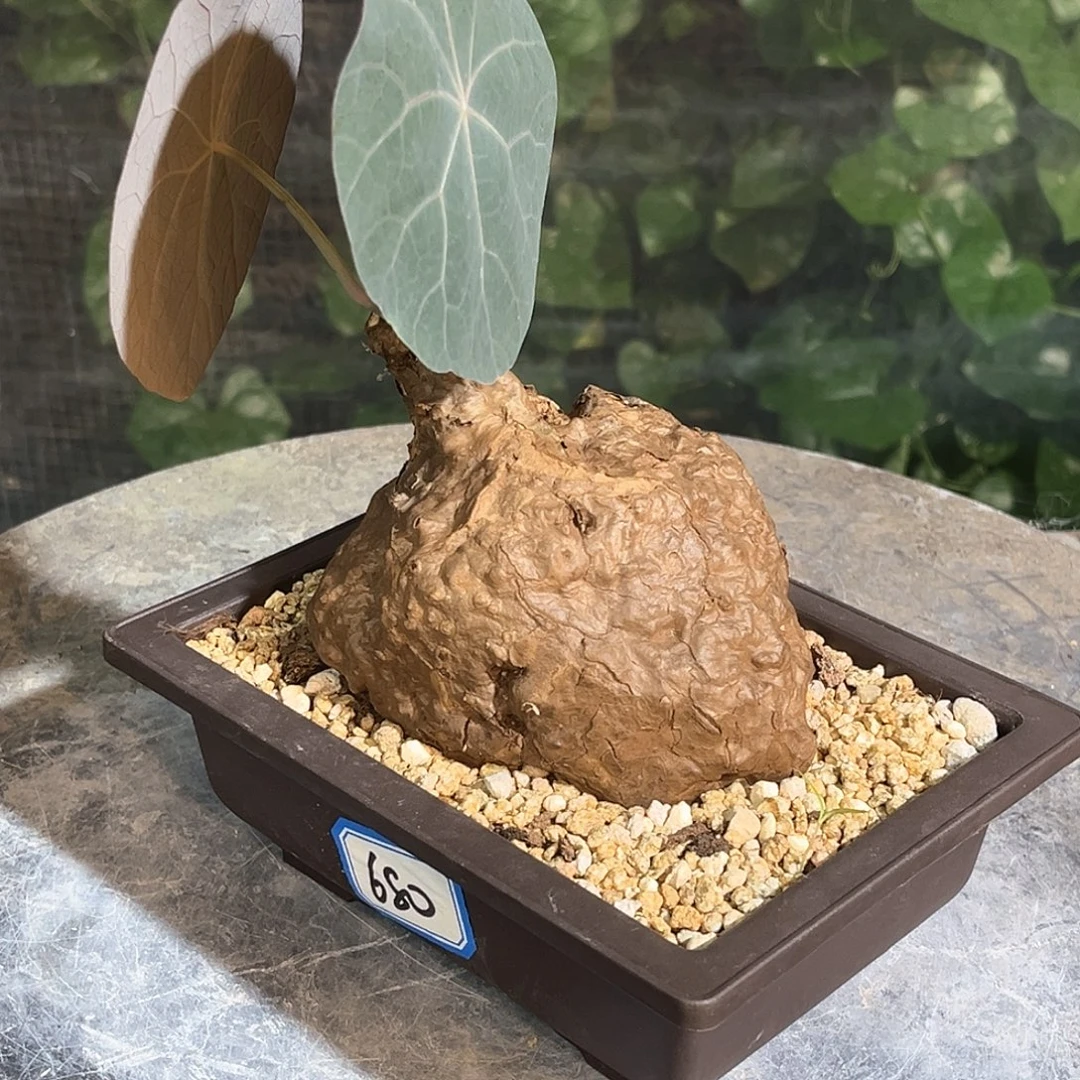精品一叶龟，蓝叶，心脏款