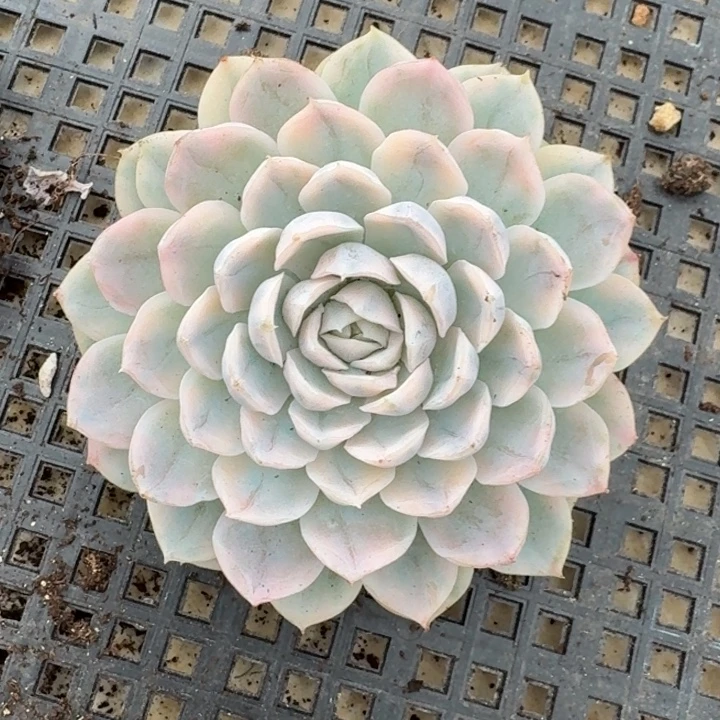雪球一物一拍好看