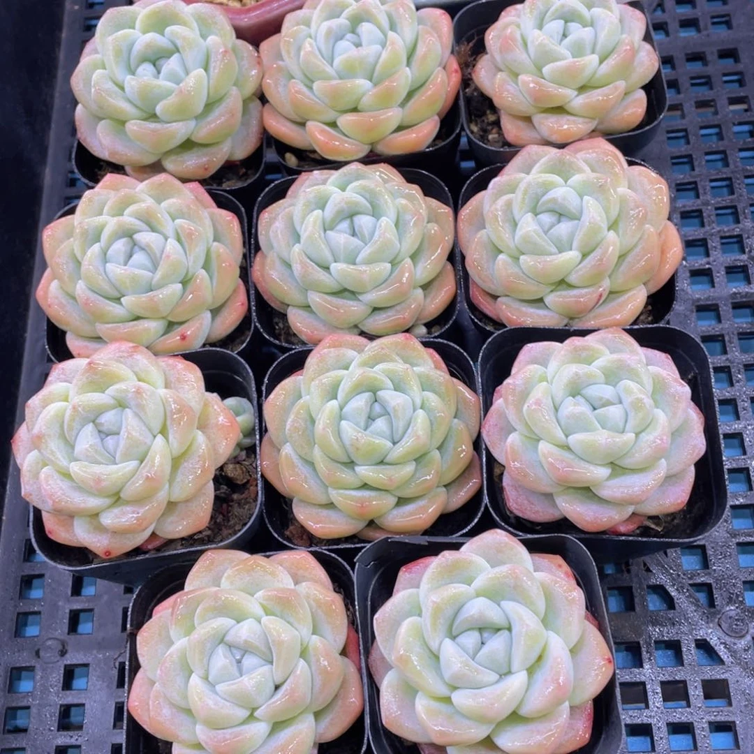 量拍37号 奶油冰玉大单头一个