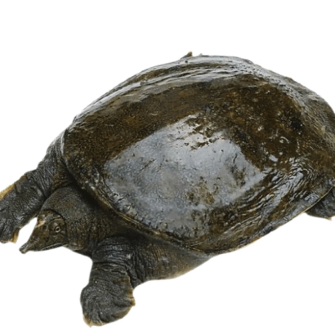 黑花甲鱼1只 公 （净重约3斤）需宰杀请备注