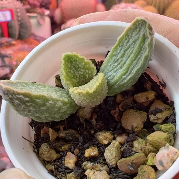 感谢支持我们谢谢支持