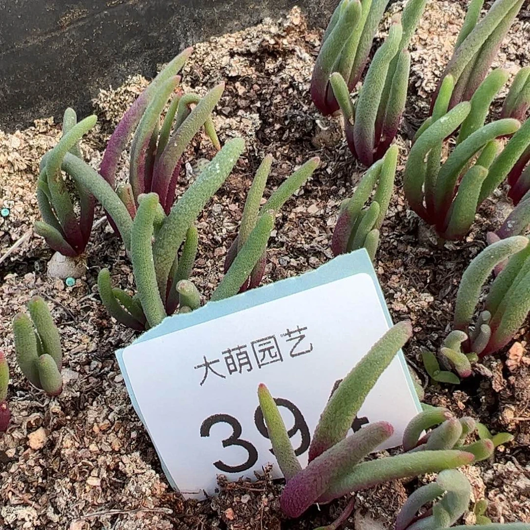 0000394量拍淡青霜1颗