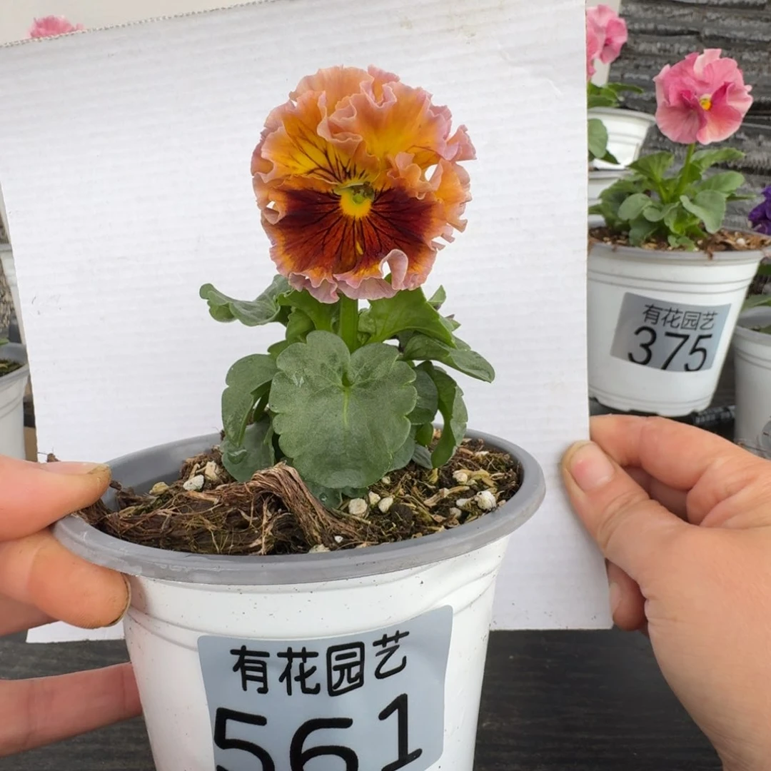 无花朵561号角堇