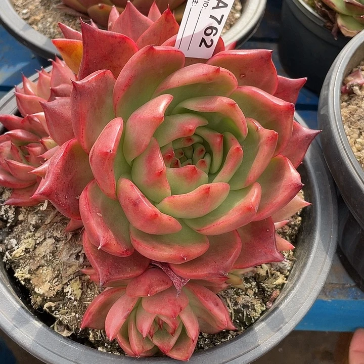 若如东云单拍A762