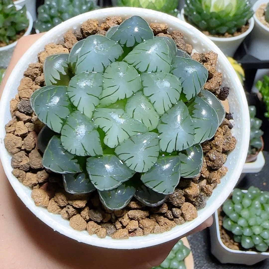 万象盆冰灯原盆原土