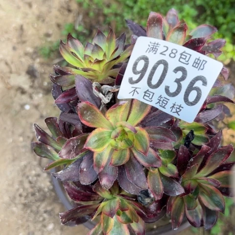 乌拉多肉植物法师9036