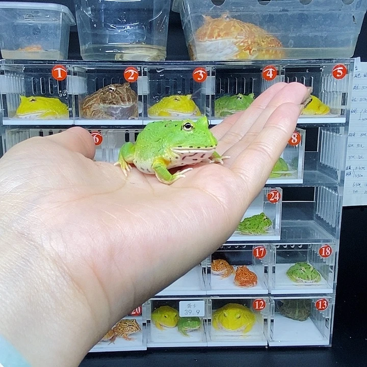 特价秒杀现货蛙蛙