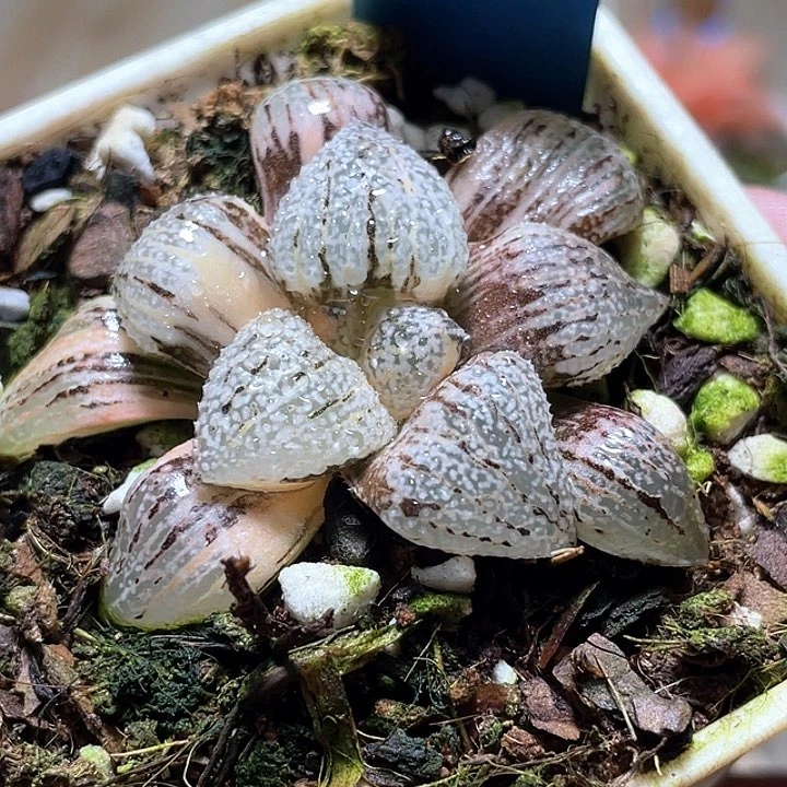 506春細白銀錦一物一拍