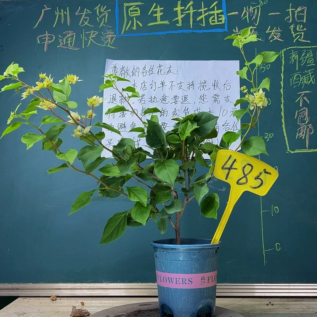 当前无花栽培后可以开花 福利 怡锦 485