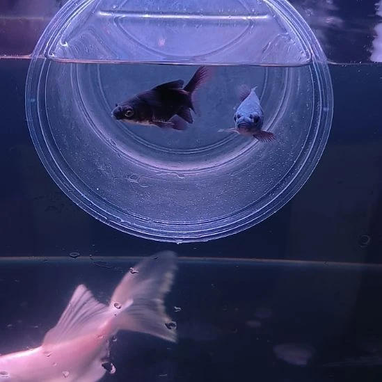 海水鱼墨蝶两条4-5