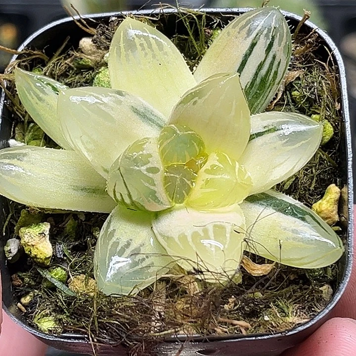 249糊斑龙爪玉露锦