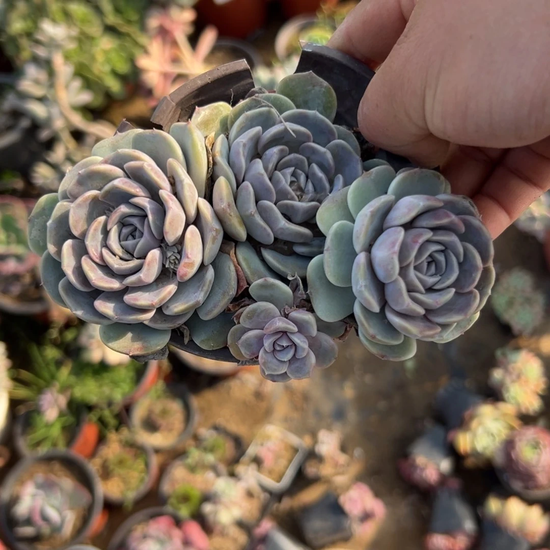 多肉植物汉堡群生