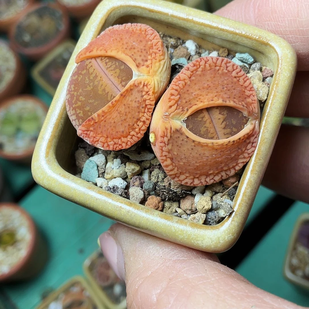 创**导多肉植物的生长发育与生长发育