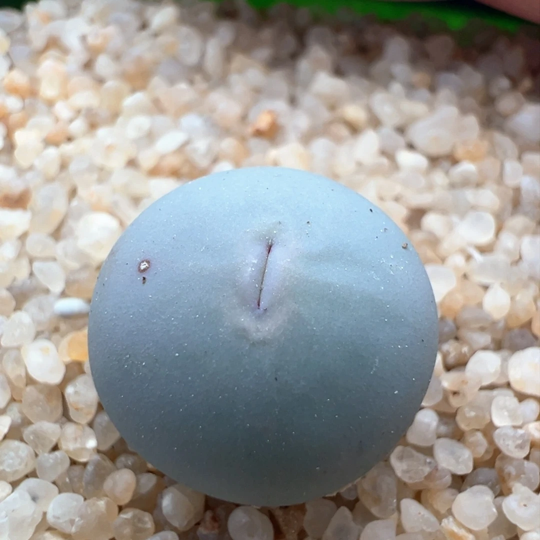 566。青蛙优选大嘴基因434V嘴