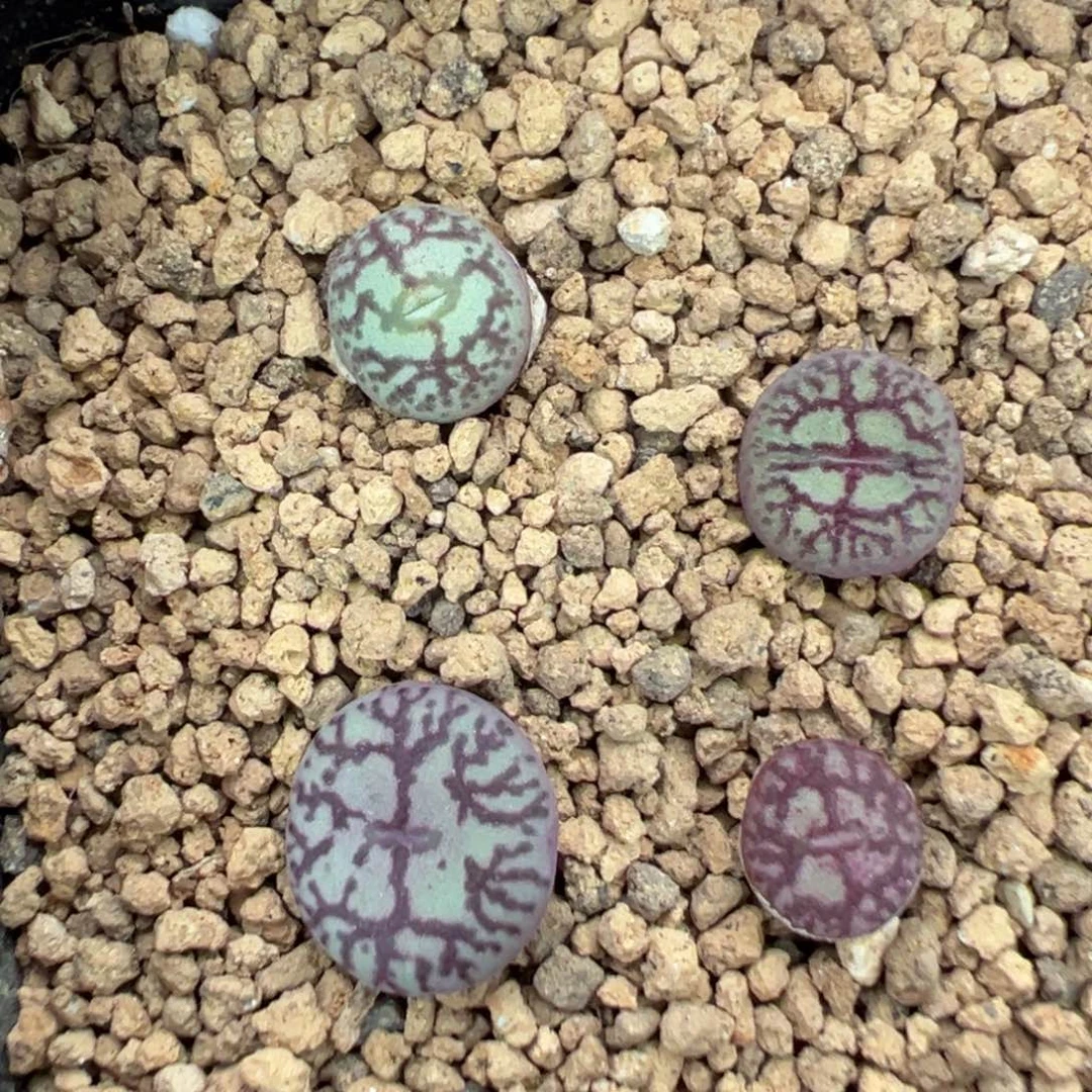 17-147量拍y661一颗。多肉