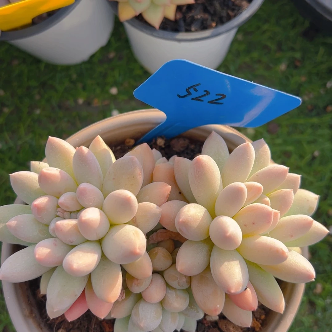 福利来啦打榜啦打榜