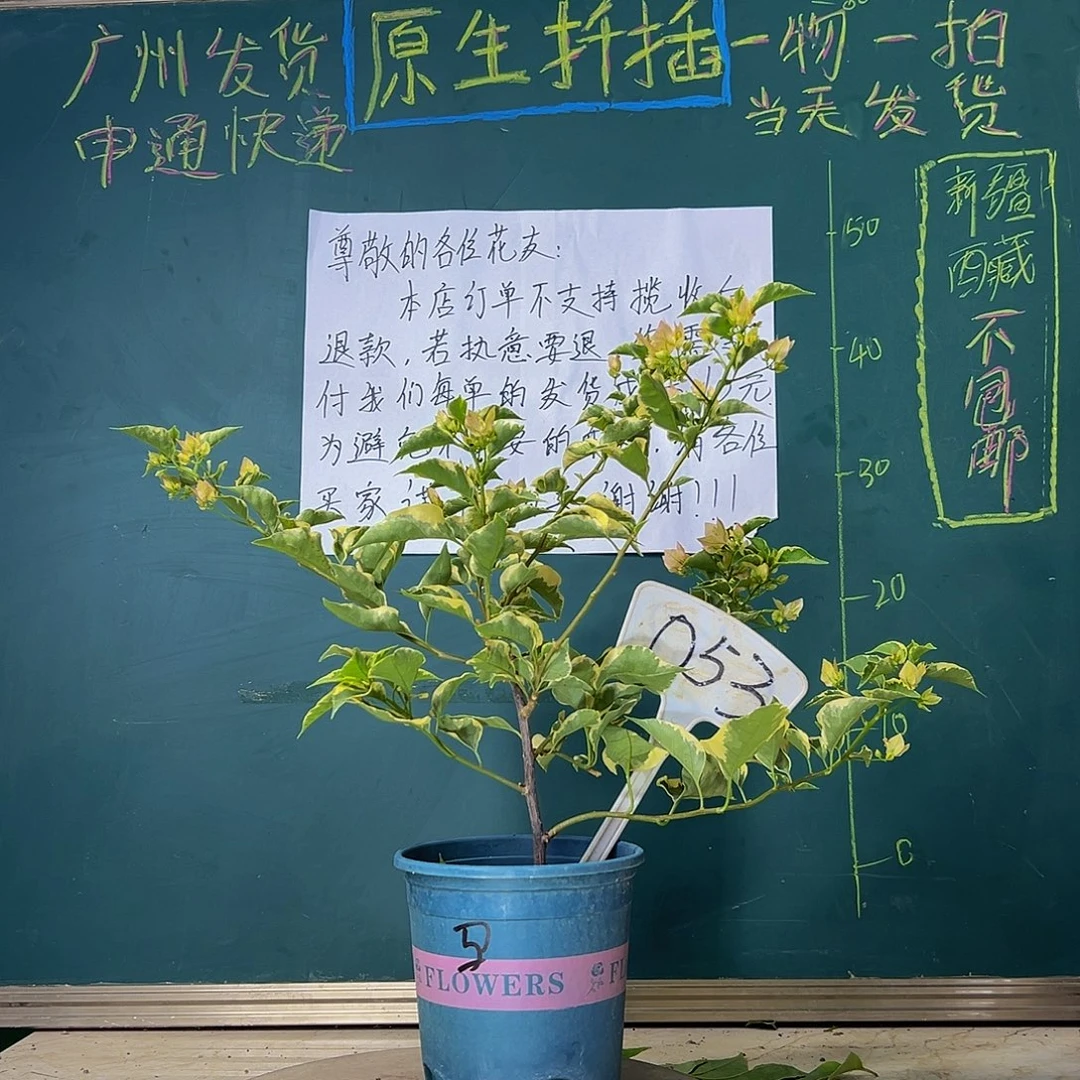 当前无花栽培后可以开花马斯 053