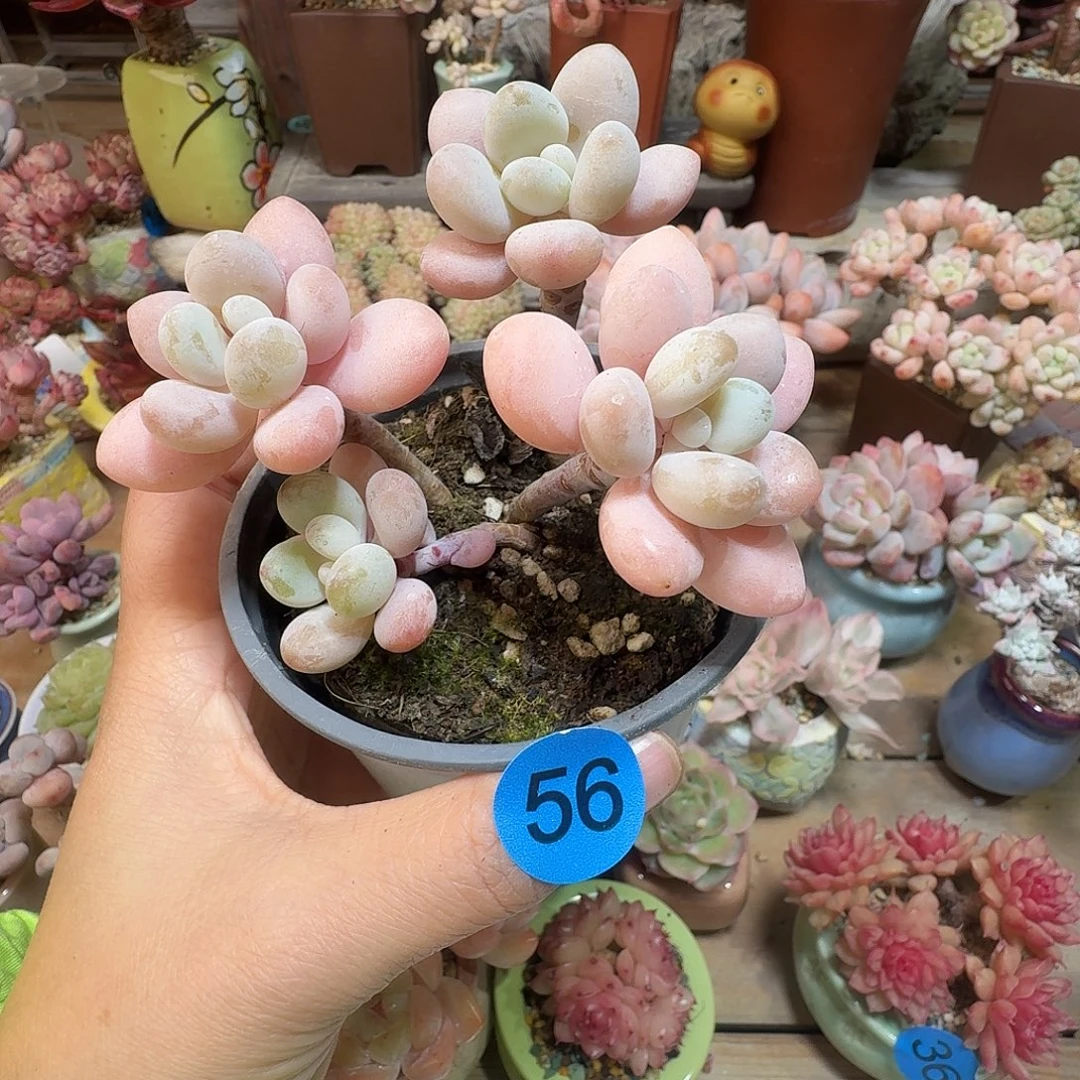 56脱土多肉哈哈哈哈