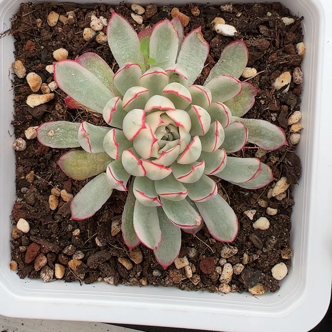 梦幻玫瑰锦白锦多肉