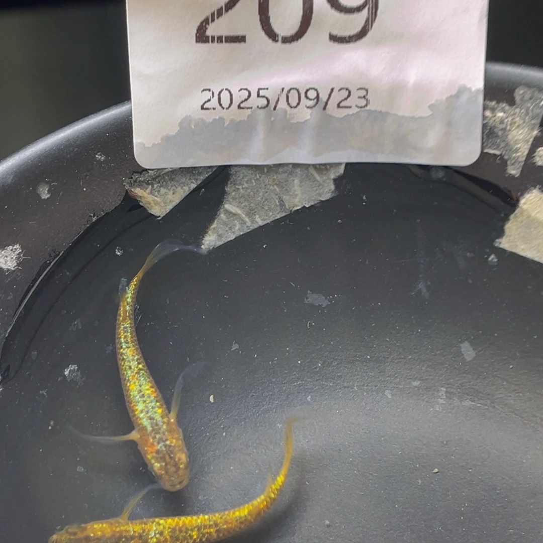 青鳉209松井秘密武器一对