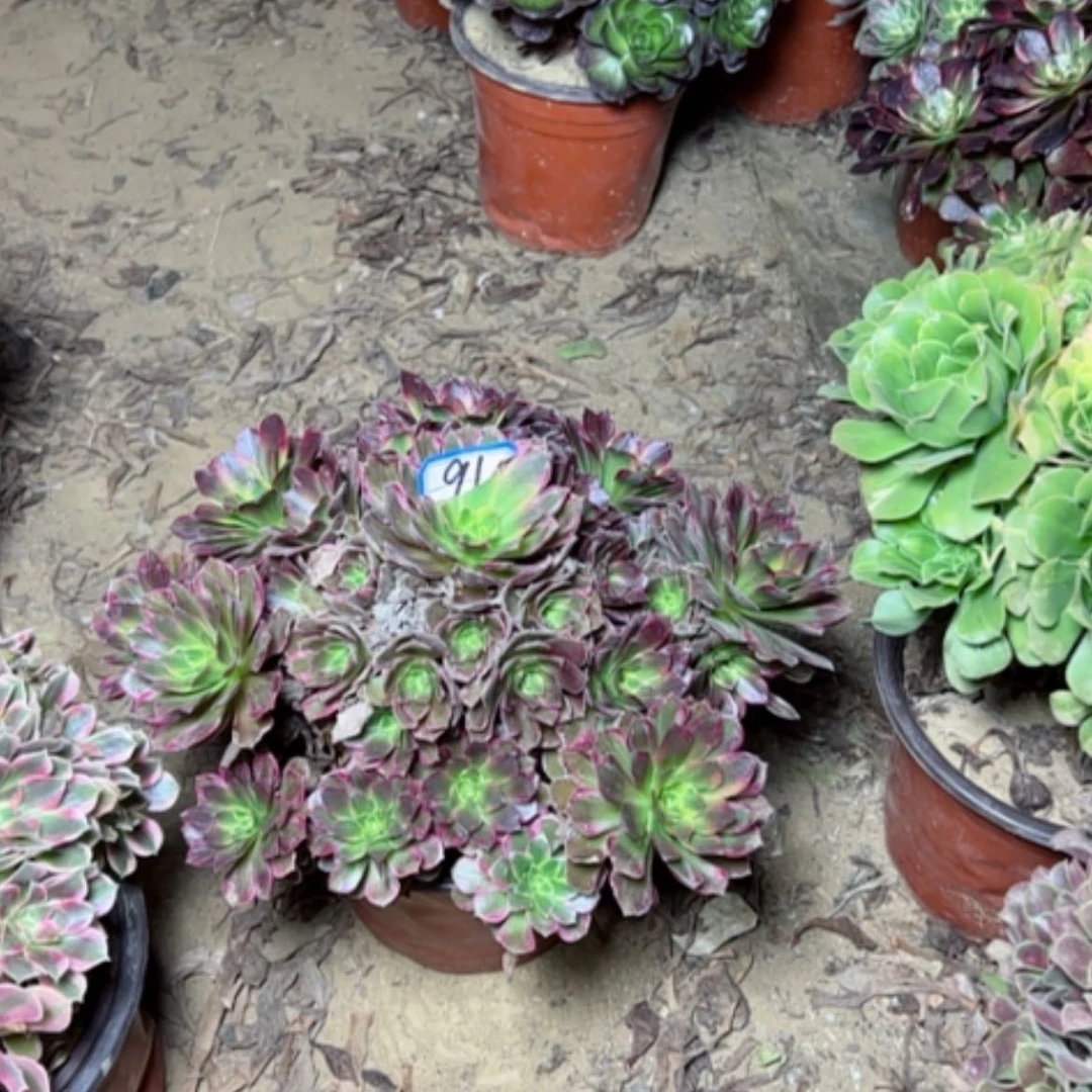 【闪购商品】安娜91