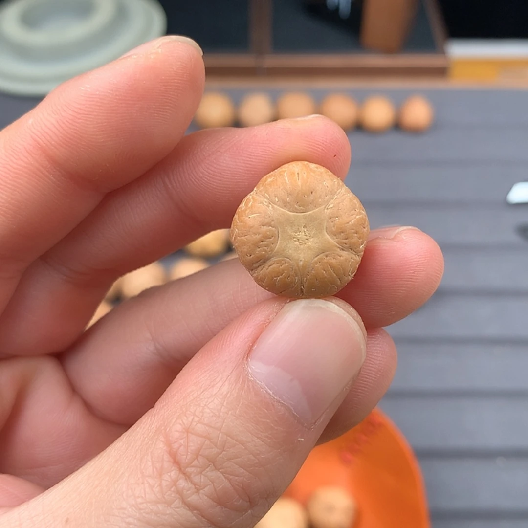 吊坠凤眼菩提19+五星，非质量问题开孔不退