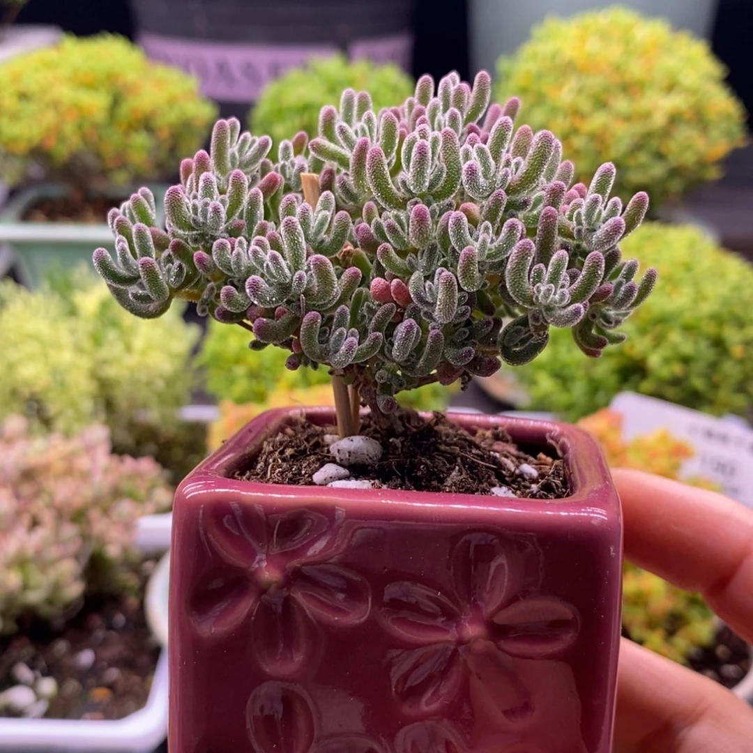 霍*214五彩冰晶。带盆。