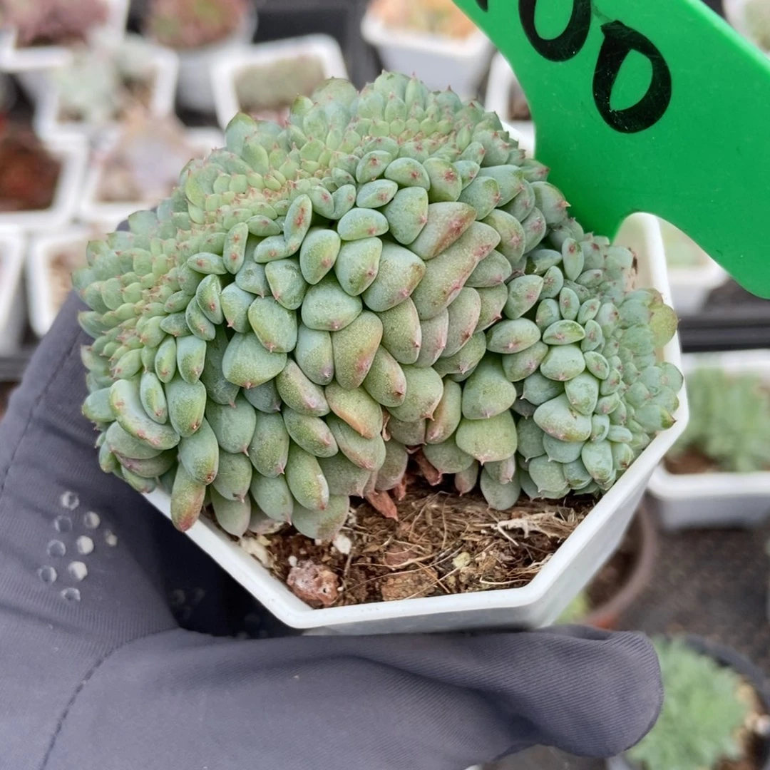 108白胖子缀多肉植物