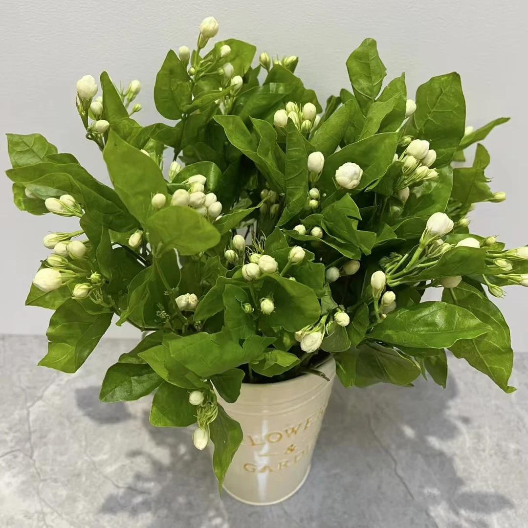 【40支茉莉花】鲜花次日达批发直播品质鲜花 全场任意满两单鲜花顺丰包邮