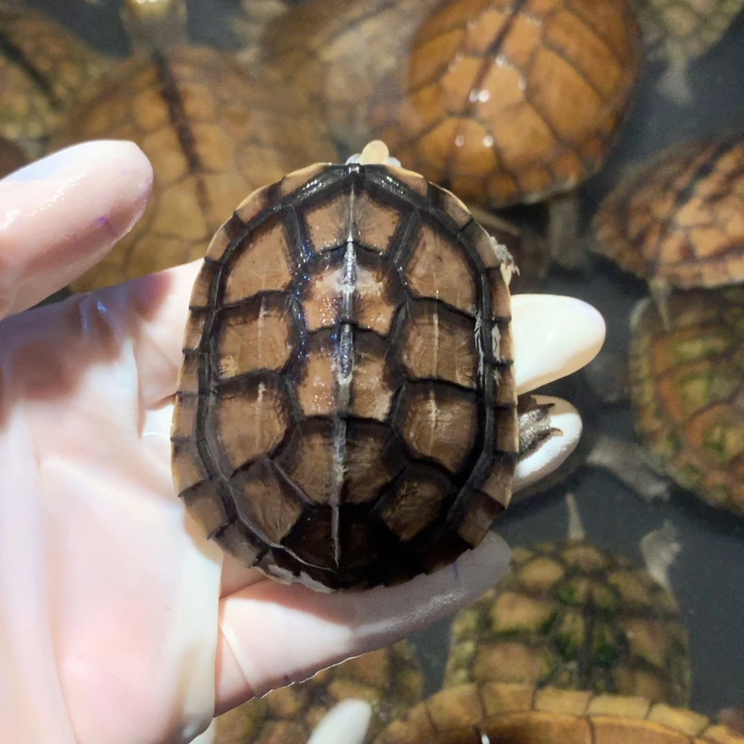 母宠物龟南石龟龟龟龟龟龟龟龟龟龟