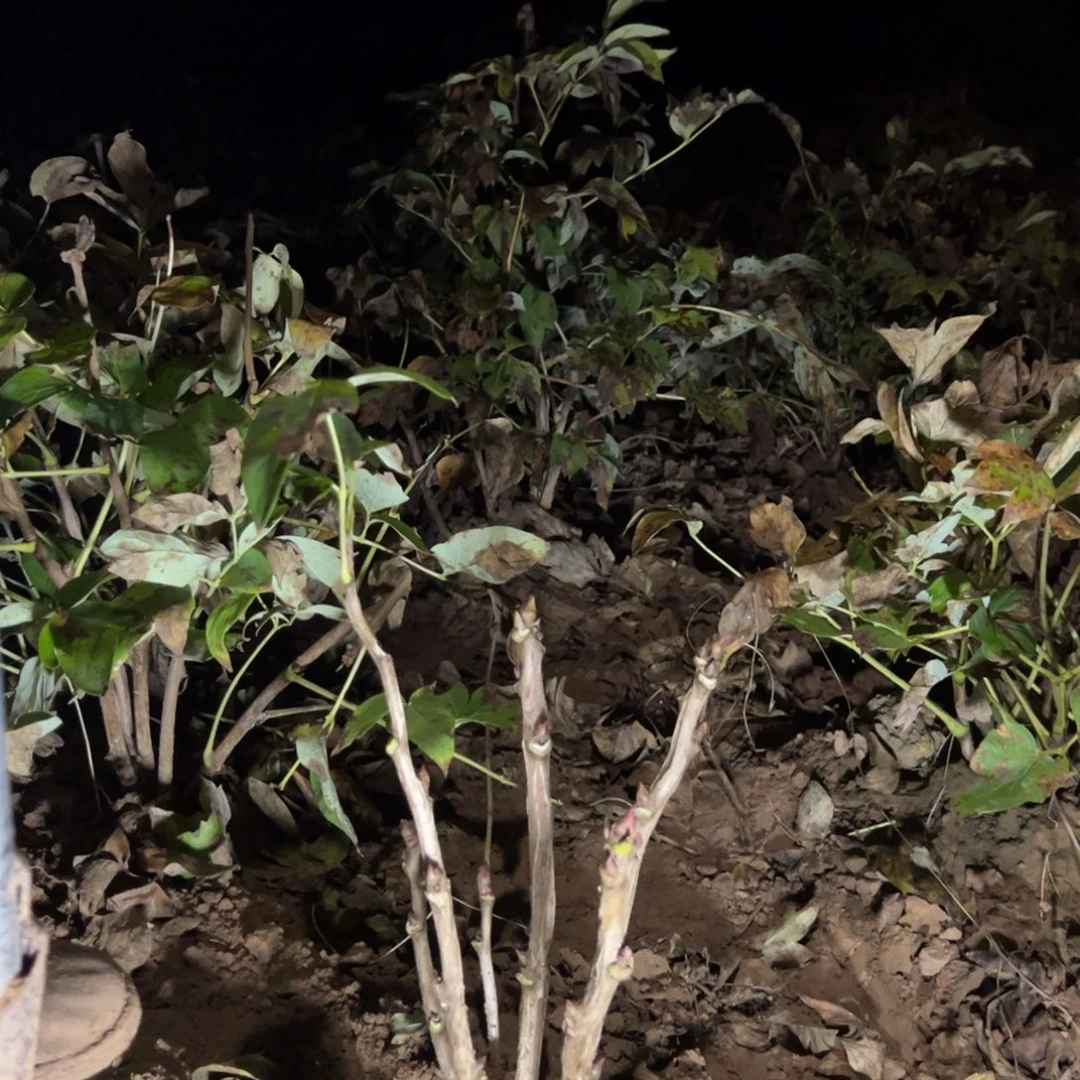 当前无花栽培后可以开花花王