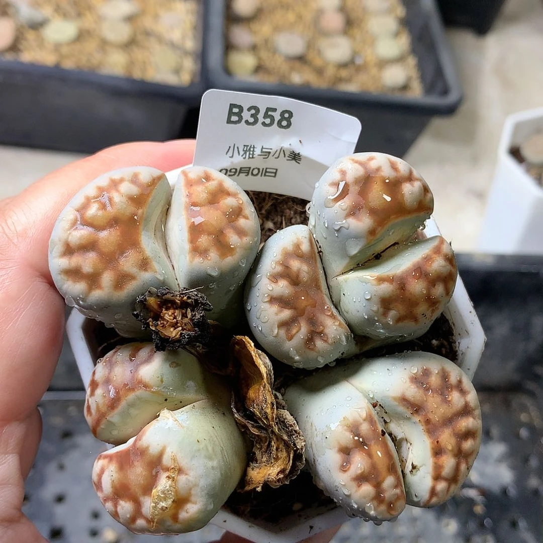 B358多肉植物保护