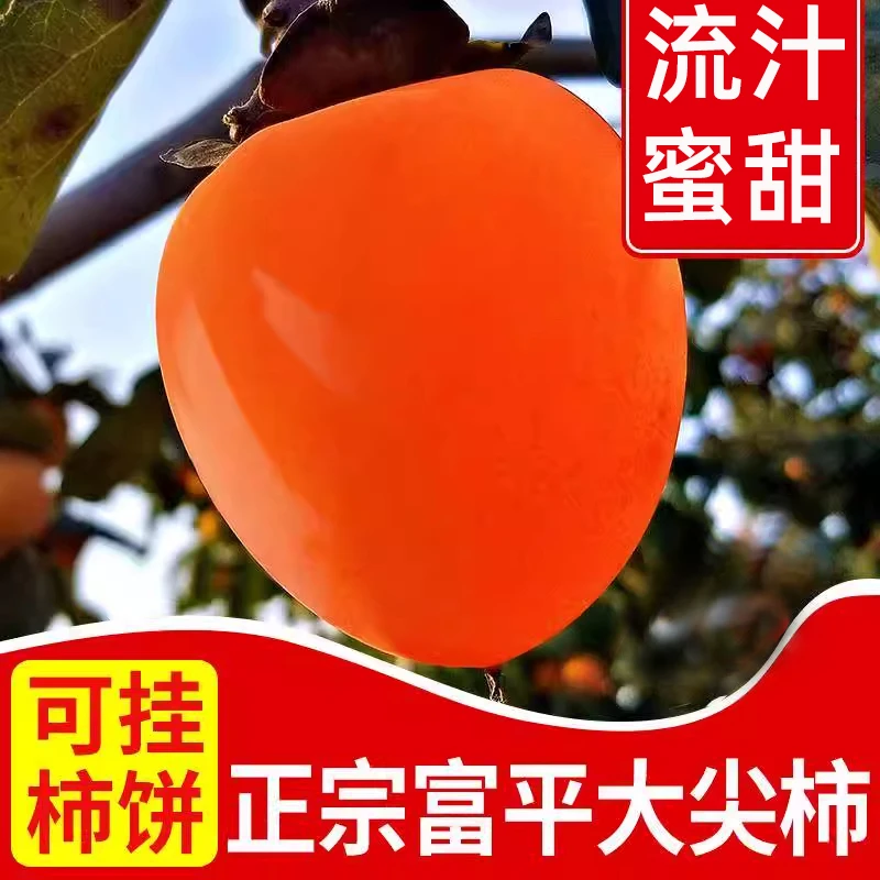 陕西富平大尖柿子新鲜应季美味水果放软吃清甜