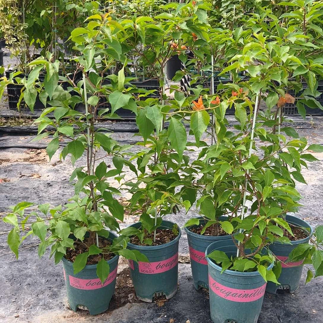 当前无花栽培后可以开花橙桑巴一颗，不带花